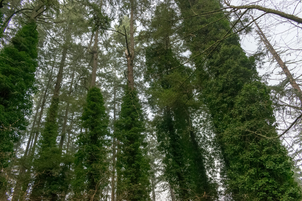 English Ivy Is Strangling Our Trees! Time To Fight Back! 1
