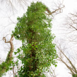 Invasive English Ivy