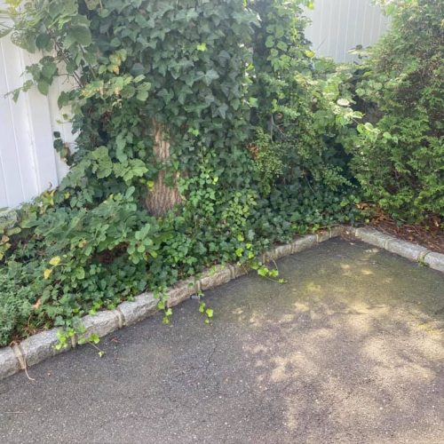 The steady creep of English ivy represents a death sentence to native trees. It is not deciduous, so it weighs down the tree over the winter and adds a ton of stress to vulnerable limbs. Furthermore, it smothers the tree and, over time, outcompetes the tree for light.